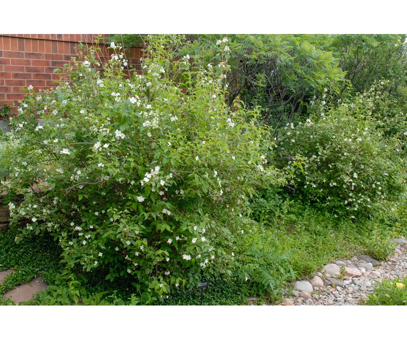 Cheyenne Mock Orange